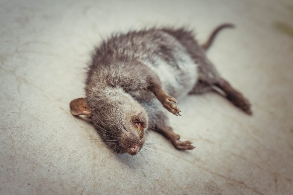 Dead Rat
