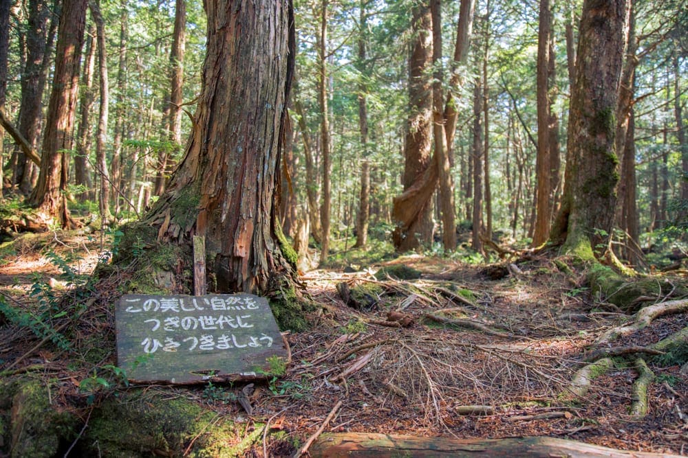 Warning sign in Aokigahara Forest