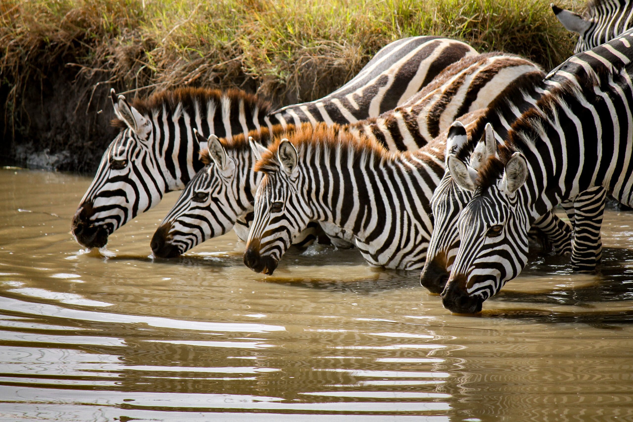 Wildlife in Masai Mara, Kenya