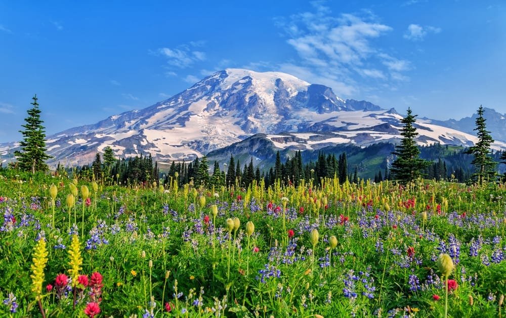 Mount Rainier covered in glaciers