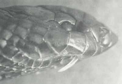 The Burrowing Asp, a snake with unique fangs