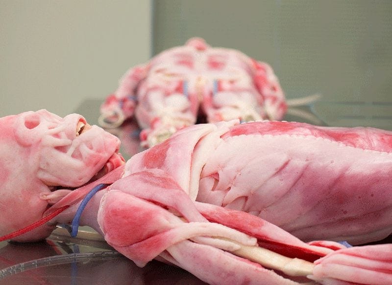 Syndaver Main