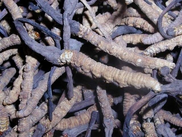 Caterpillar Fungus