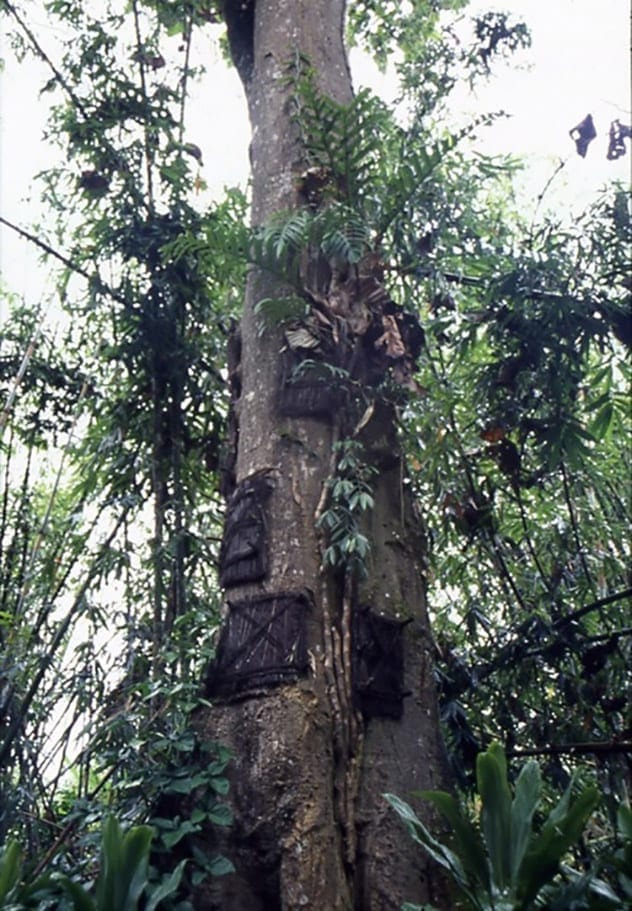 Torajan baby grave tree