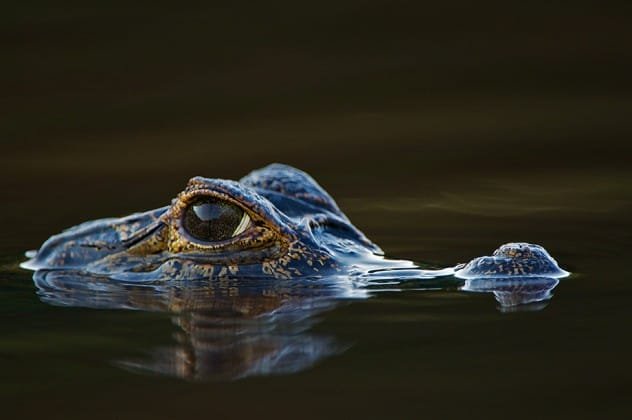 Yacare Caiman