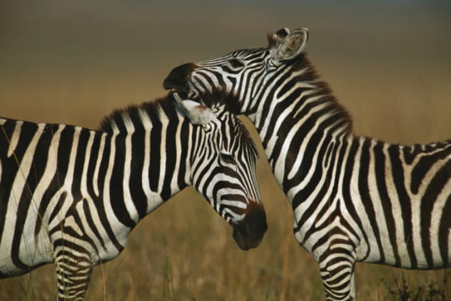 Two zebras standing in a field